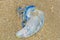 Bluebottle Jellyfish washed up on the sand