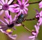 Bluebottle among wild flowers pericallis webbii