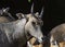 Bluebull or Neelgai Boselaphus tragocamelus  Closeup Shot