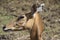 Bluebull or Neelgai or Nilgai Boselaphus tragocamelus Closeup