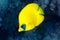 Bluecheek butterflyfish