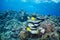 Bluecheek butterflyfish