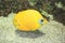 Bluecheek butterflyfish