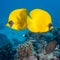 Bluecheek butterflyfish swimming around a coral reef under the sea