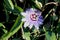 Bluecrown passionflower, Brazilian passionflower, Passiflora caerulea