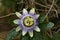 Bluecrown passionflower Passiflora caerulea  1