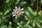 Bluecrown passionflower Passiflora caerulea  4