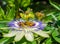 Bluecrown passionflower Passiflora caerulea flower,. Bees pollinating on a flower of passiflora