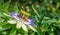 Bluecrown passionflower Passiflora caerulea flower,. Bees pollinating on a flower of passiflora
