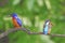 Blued-eared Kingfisher