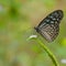 Bluee Glassy Tiger Butterfly