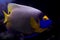 Blueface Angelfish