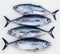 Bluefin four tuna fish Thunnus thynnus catch row