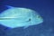 Bluefin Trevally