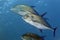 Bluefin trevally (caranx melampygus) in the Red Sea.