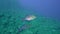 Bluefin trevally Caranx melampygus in Sanbenedicto island from Revillagigedo Archipelago