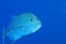 Bluefin trevally fish