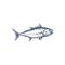 Bluefin tuna blackfin longtail fish isolate sketch