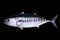 Bluefin tuna isolated on black background