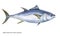 Bluefin tuna Thunnus thynnus