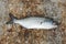 A bluefish on a fishing hook by a rock