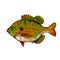 Bluegill Bream Brim Sunny or Copper Nose Fish Side View Watercolor Watercolor Illustration