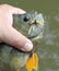 Bluegill caught on popper