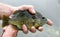 Bluegill close up caught fishing