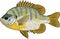 Bluegill fish