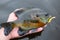 Bluegill Fish Caught on Lure