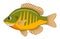 Bluegill fish on a white background