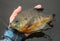 Bluegill Fishing Angler Palms Caught Fish