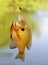 Bluegill Sunfish on a Hook