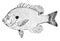 Bluegill Sunfish, vintage illustration
