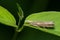 Bluegrass Webworm Moth - Parapediasia teterrellus