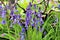 Blueish bell flowers bloom in late spring