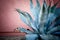 Blueish green agave plant with long thorns along the length of the broad leaves