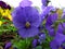 Blueish-purple garden pansy close-up spring season flowerbed