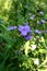 Bluejacket flower or Ohio Spiderwort.