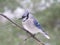 Bluejay