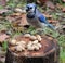 Bluejay