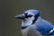 Bluejay