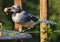 Bluejay arrives on the bird bath