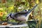 A Bluejay arriving at the bird bath