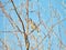 A Bluejay Bird with Its Beak Wide Open Squawking While Looking Over the Horizon