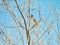 Bluejay Bird Perched in Bare Cherry Tree Blue Jay Showing Brilliant Blue Feathers on Wings