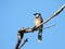 Bluejay Bird Perched on Bare Tree Branches Looking Out in the Distance