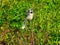 Bluejay Bird Perched on Small Tree Branch Looking Sideways