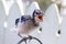 Bluejay Chick on Fence