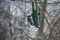 Bluejay eating out of birdfeeder